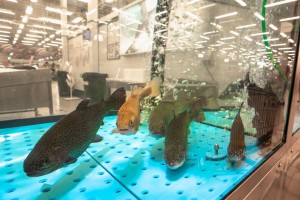 Рыбоводство. Организация и технологии товарного выращивания рыбы и гидробионтов в прудах с присвоением квалификации «Рыбовод»